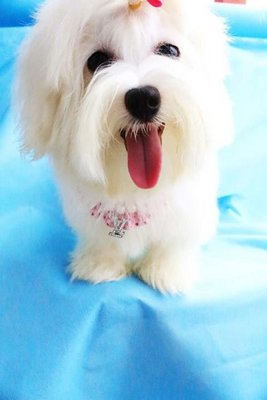 Angel(Not For Sale/adopt) - Maltese Dog