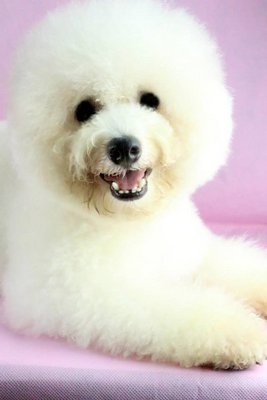 Bibi(Not For Sale/adopt) - Bichon Frise Dog