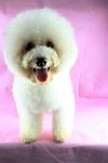 Bibi(Not For Sale/adopt) - Bichon Frise Dog