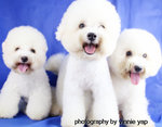 Bibi(Not For Sale/adopt) - Bichon Frise Dog