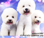 Bibi(Not For Sale/adopt) - Bichon Frise Dog