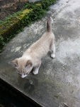 Mimi (Taman Ipoh Indah) - Tabby Cat