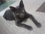 Kelabu - Russian Blue Cat