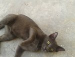 Kelabu - Russian Blue Cat