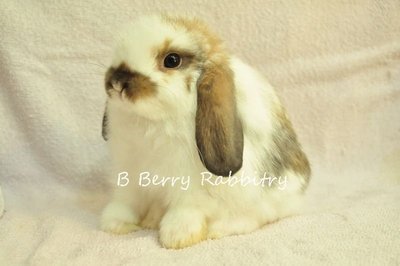 Holland Lop - Broken Tort 1121 - Holland Lop Rabbit