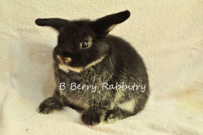 Holland Lop - Black Otter 1121 - Holland Lop Rabbit