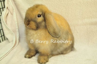 Holland Lop - Tort 11212 - Holland Lop Rabbit