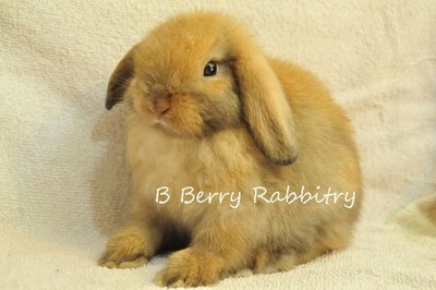 Holland Lop - Tort 11222 - Holland Lop Rabbit