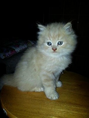 Jackie - Persian Cat