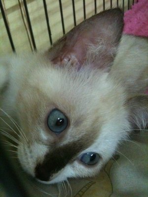 Girl - Siamese Cat