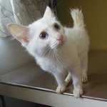 Kitty - Domestic Medium Hair Cat