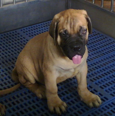 PF50194 - Bullmastiff Dog