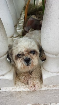 PF50195 - Shih Tzu Dog