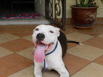 Mojo - Pit Bull Terrier Dog