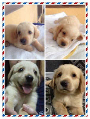 Cocker Retriever Pups - Cocker Spaniel + Retriever Dog