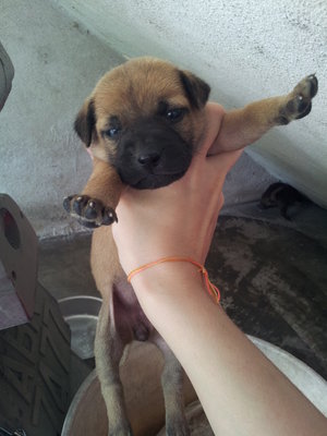 Brownie 1 - Mixed Breed Dog