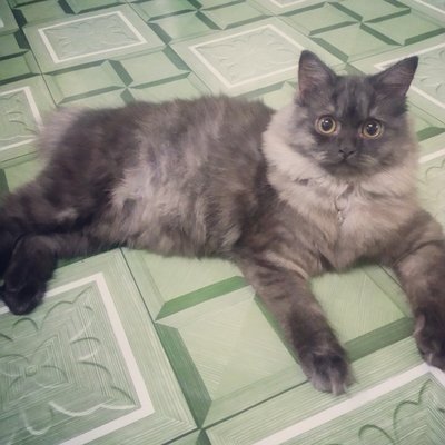 Bella - Persian + British Shorthair Cat