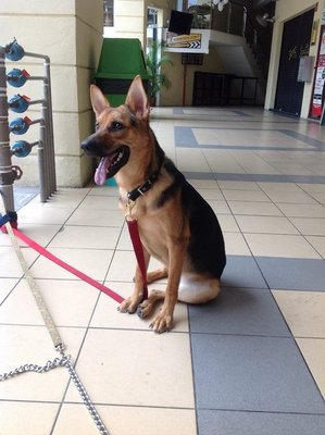 Suci - German Shepherd Dog Mix Dog