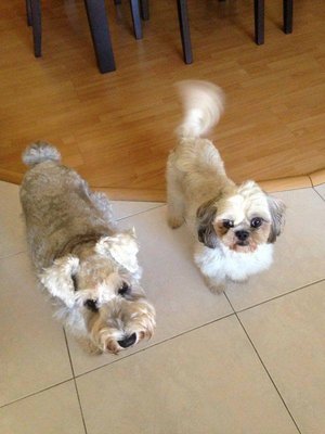 Sachi And Uma - Shih Tzu + Schnauzer Dog