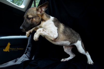 Eugene - Mixed Breed Dog