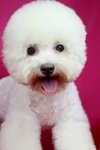 Pinky(Not For Sale/adopt) - Bichon Frise Dog