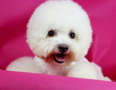 Pinky(Not For Sale/adopt) - Bichon Frise Dog