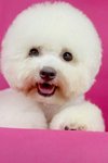 Pinky(Not For Sale/adopt) - Bichon Frise Dog