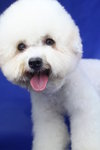 Cc(Not For Sale/adopt) - Bichon Frise Dog