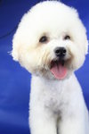 Cc(Not For Sale/adopt) - Bichon Frise Dog