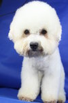 Cc(Not For Sale/adopt) - Bichon Frise Dog