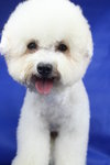 Cc(Not For Sale/adopt) - Bichon Frise Dog