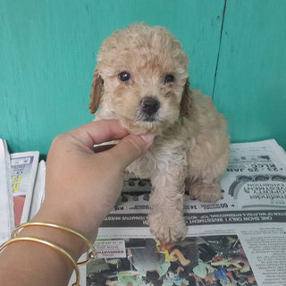 Cream Colour Toy Poodles  - Poodle Dog