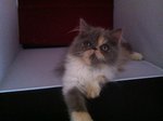 Calico Persian  - Persian Cat