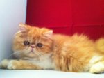 Yellow  Persian - Persian Cat