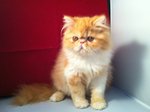 Yellow  Persian - Persian Cat