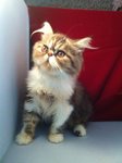 Marble Persian - Persian Cat