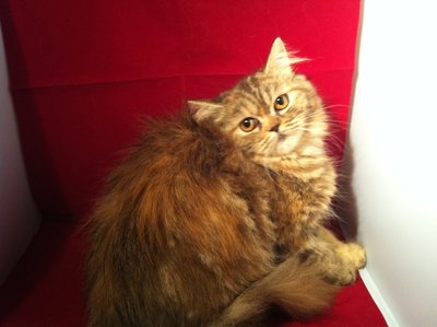 Tortie Persian - Persian Cat