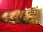 Tortie Persian - Persian Cat