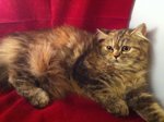 Tortie Persian - Persian Cat