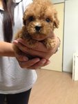 Teddy Bear Mini Poodle Mka - Poodle Dog