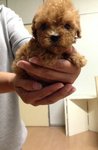 Teddy Bear Mini Poodle Mka - Poodle Dog