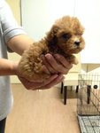 Teddy Bear Mini Poodle Mka - Poodle Dog