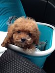 Teddy Bear Mini Poodle Mka - Poodle Dog