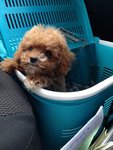 Teddy Bear Mini Poodle Mka - Poodle Dog