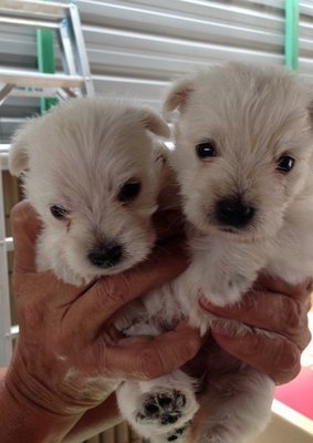 West Highland Terrier For Sale  - West Highland White Terrier Westie Dog