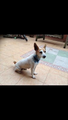 Lacey - Jack Russell Terrier + Chihuahua Dog