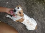 Lacey - Jack Russell Terrier + Chihuahua Dog