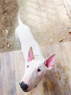 Chabee - Bull Terrier Dog