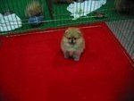 American Breed Pomeranian With Mka - Pomeranian Dog