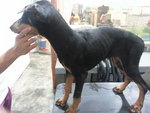 doberman